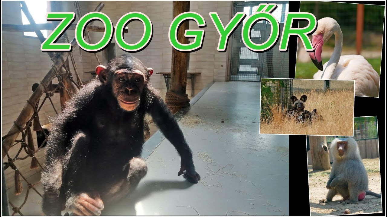 Xantus János állatkert,Győr-ZOO