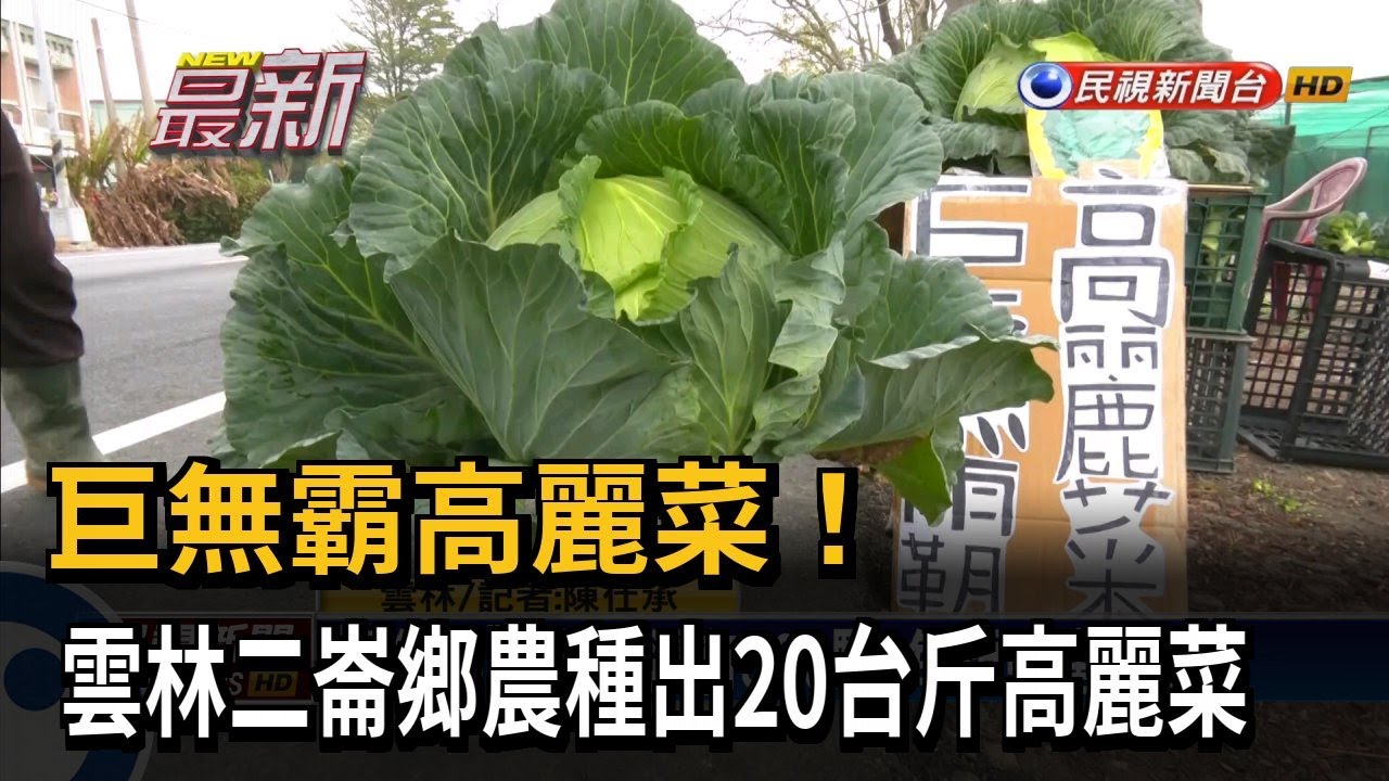 巨無霸高麗菜！ 雲林二崙鄉農種出20台斤高麗菜－民視新聞