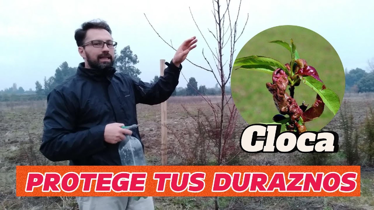 ¡Protege tus duraznos! Aprende a combatir la cloca del duraznero