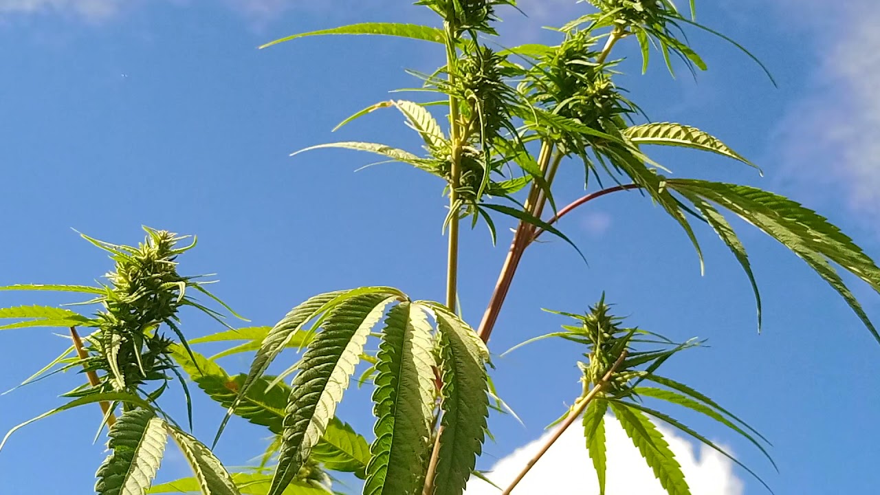 Weed Growing wild In village of Rolpa Nepal. Weed Vlogs. Ganja in Nepal. #legalizenepal