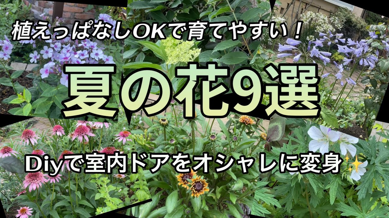 【オススメの夏の花9選】過去最高のバラの2番花　室内ドアをオシャレに変身Diy
