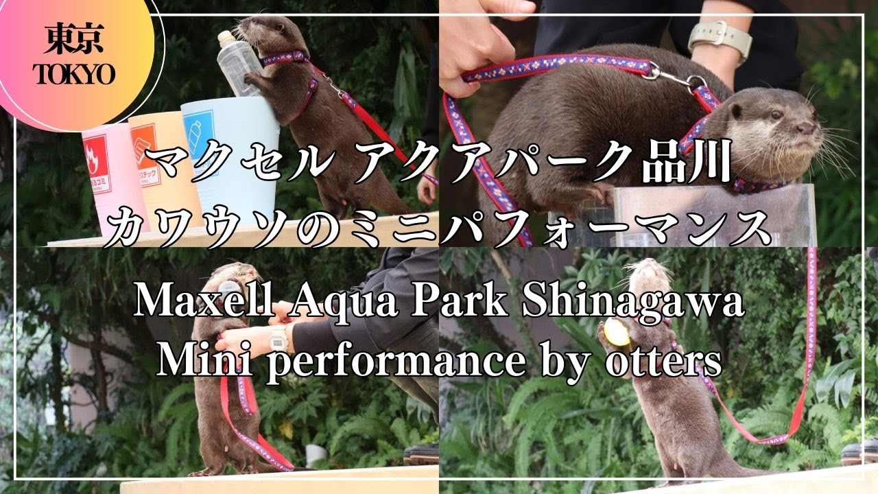 マクセル アクアパーク品川 カワウソのミニパフォーマンス Maxell Aqua Park Shinagawa Mini performance by otter Ι 東京 水族館 Aquarium