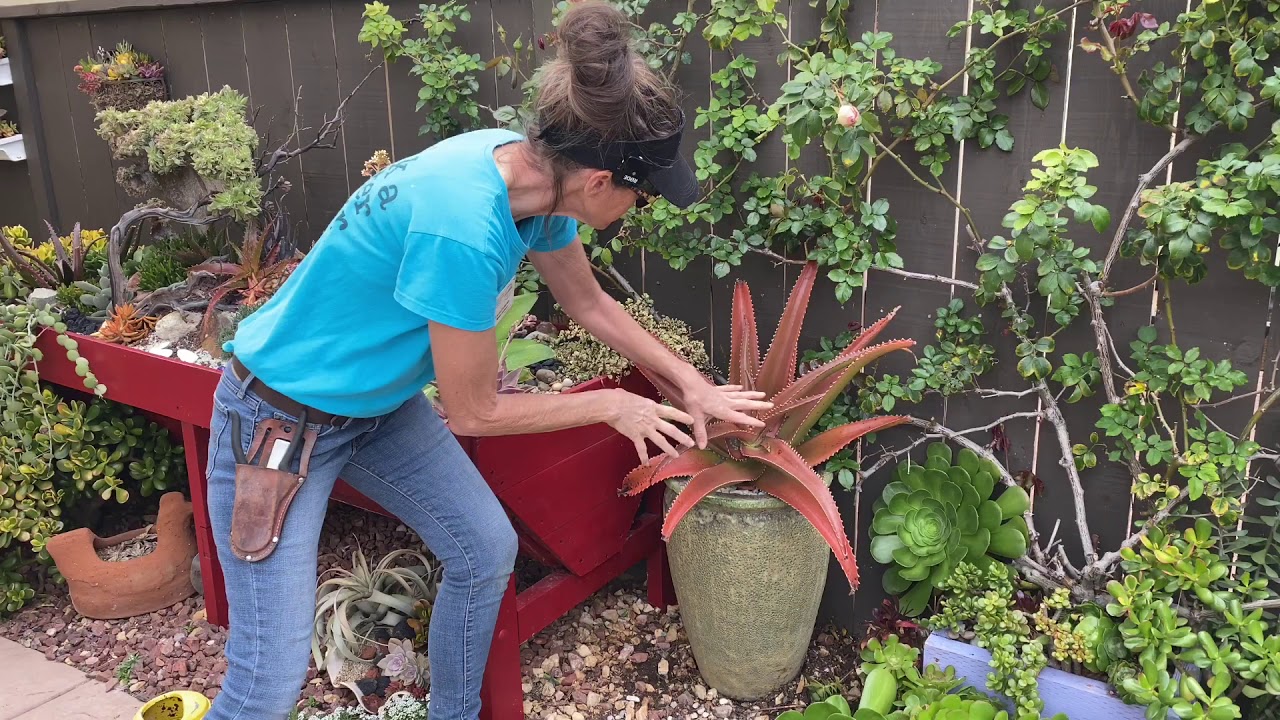 Extreme Gardening Day 6 With My Favorite Aloe Vaombe