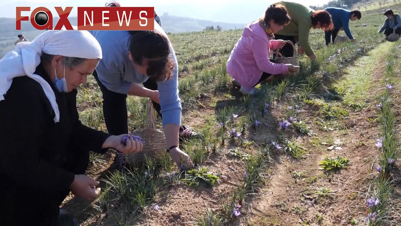 Deshirani, fshati i shafranit ne Elbasan. Shafrani,bima e mrekullive qe lufton semundjet