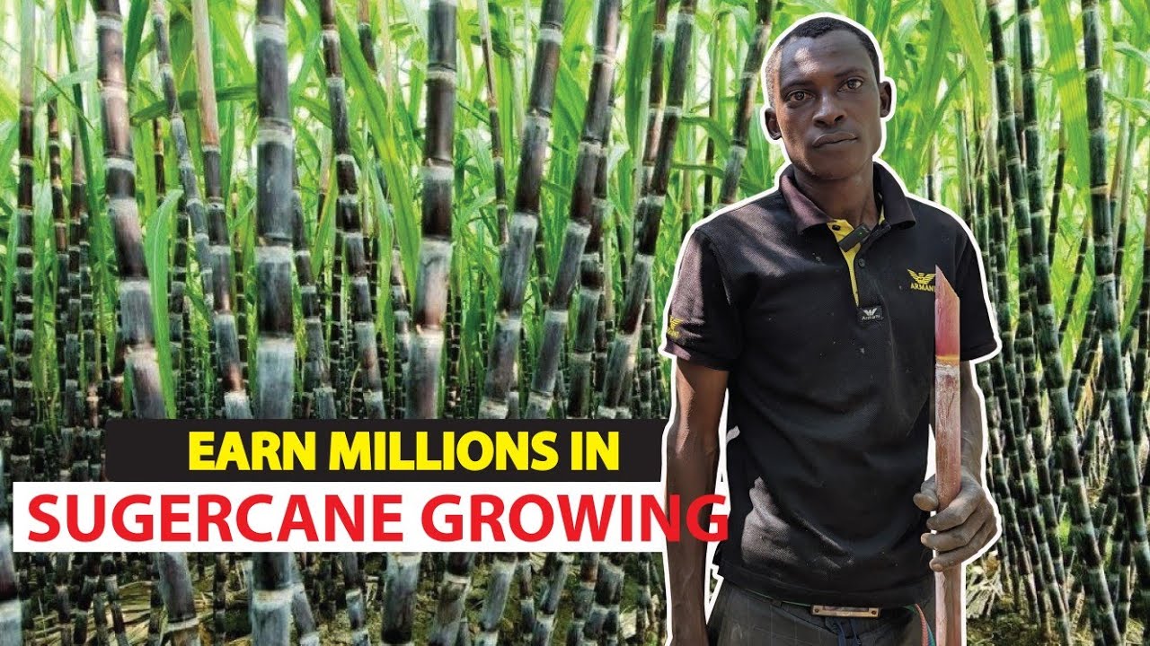 How he is earning millions from Sugarcane growing in a small space.