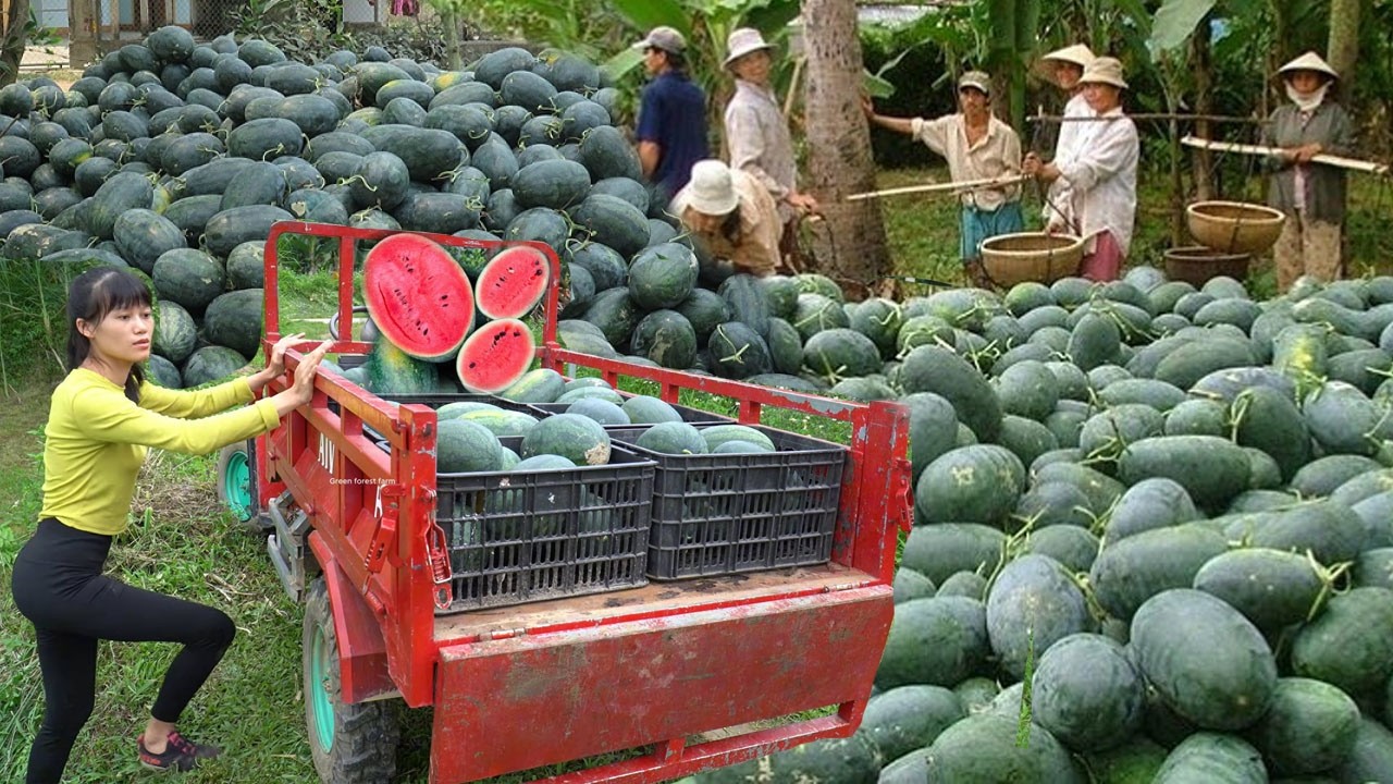 [TIMELAPSE] --226 Days Harvesting Many Watermelon, Honey, Jackfruit, Fish, Lychee Go To Sell