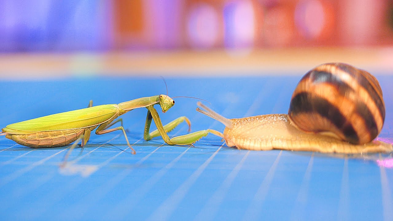 ЧТО БУДЕТ, ЕСЛИ ВСТРЕТЯТСЯ БОГОМОЛ и УЛИТКА?..