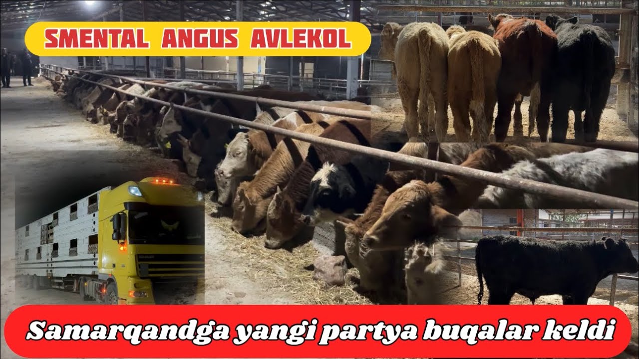 SAMARQANDGA ANGUS SMENTAL AVLEKOL LIMUZIN BUQALAR KELDI🐂 
