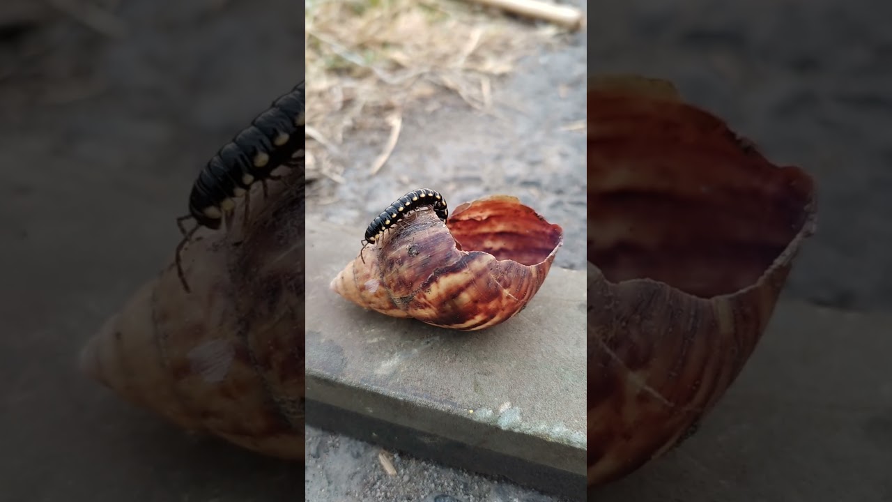 I Found Two Millipedes and an Empty Snail Shell 