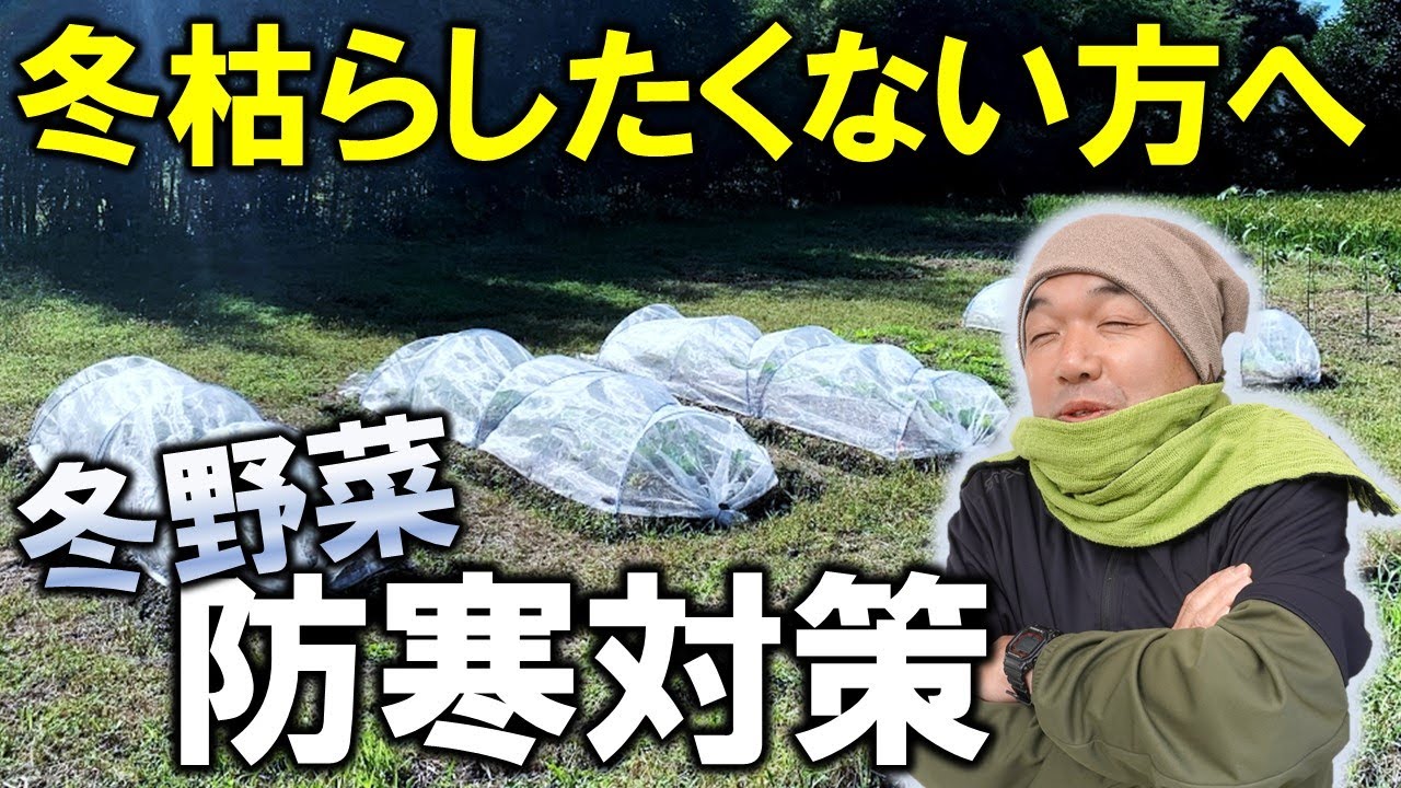 【霜•雪注意】冬野菜を枯らさないための防寒対策
