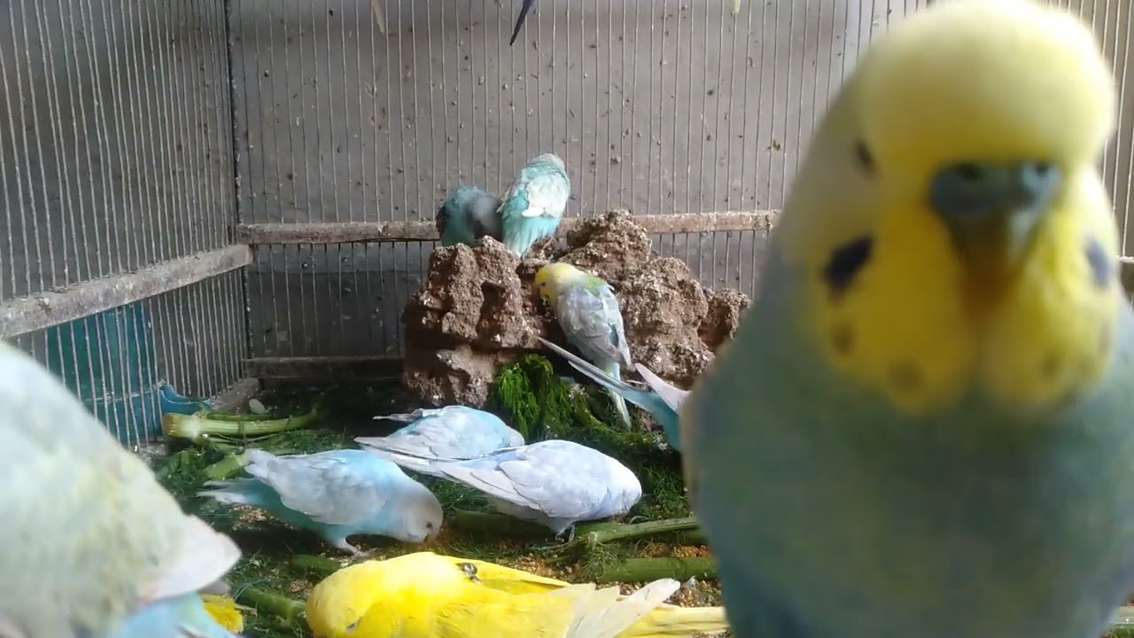 セキセイインコが驚いた瞬間