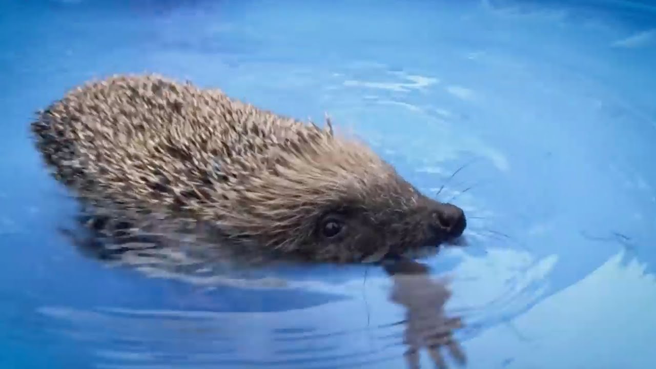 Hedgehog goes for his First Swim! | The Science of Cute | BBC Earth Kids