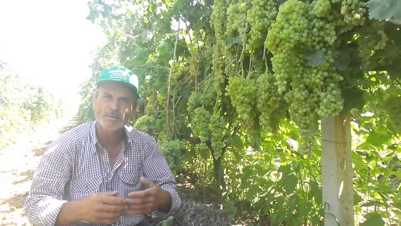 Üzüm, Bağ,Nasıl, Ne, Zaman, Su, Neden, Kadar, İçin, Hangi,Olur, İyi, Gelir, Gübre,Toprak, Bakım
