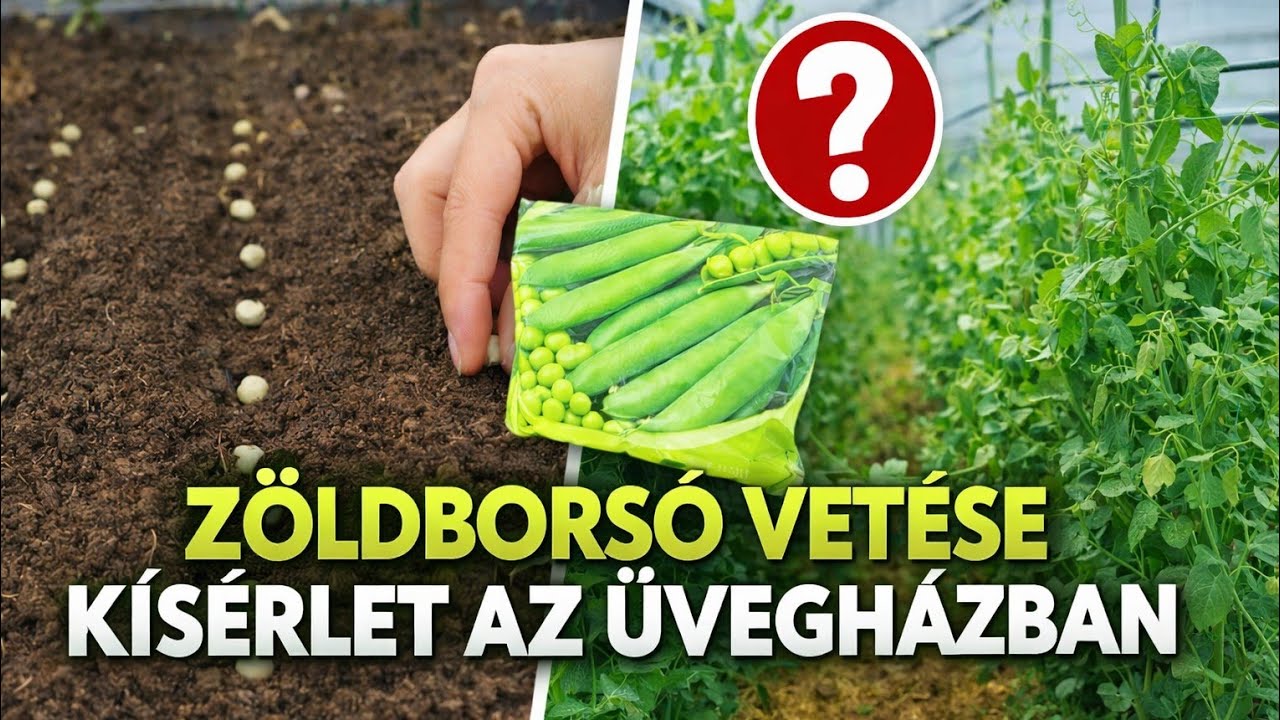 Borsó vetési kísérlet