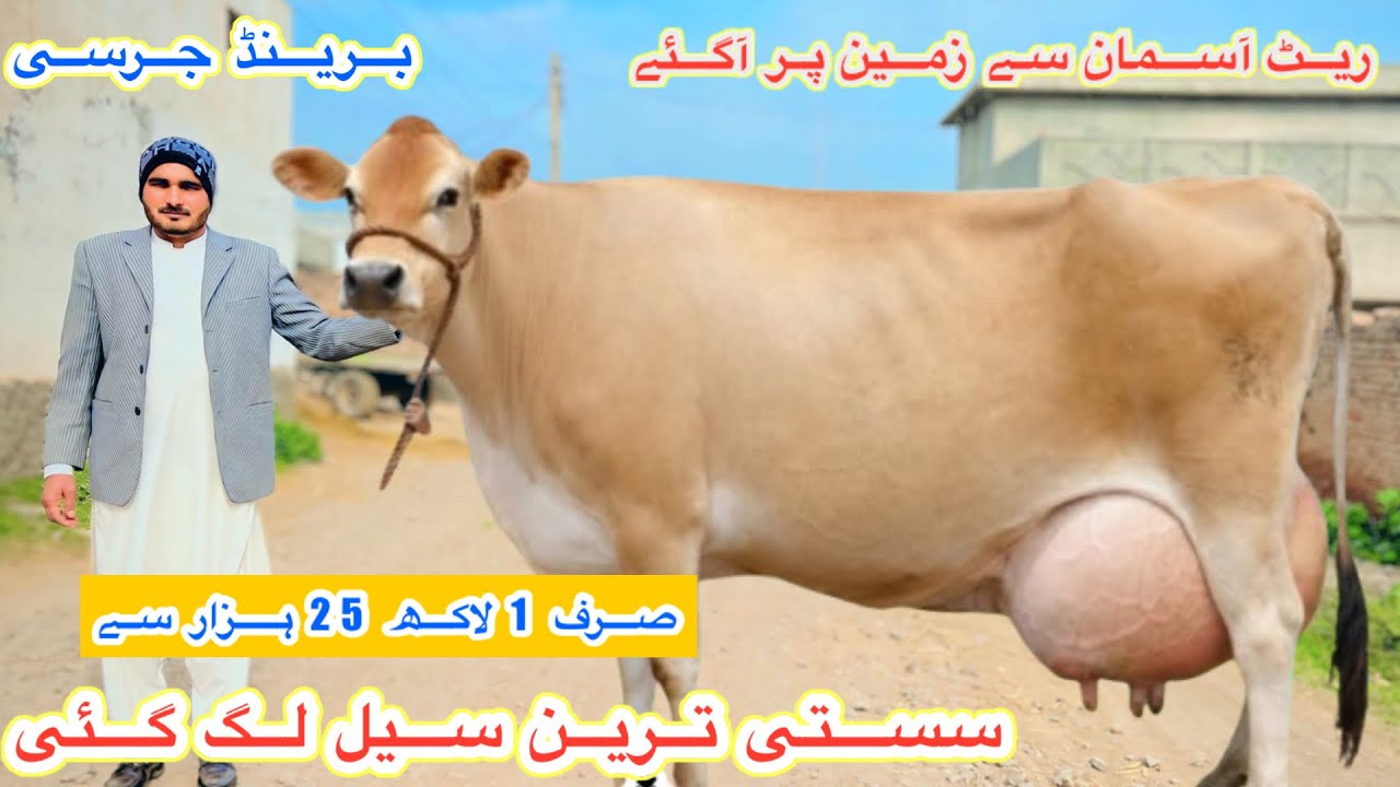 Al Hamd Dairy Farm | Top Class Biggest Jersey Cows | Australian Fresian Cows For Sale | 9 Feb 2026