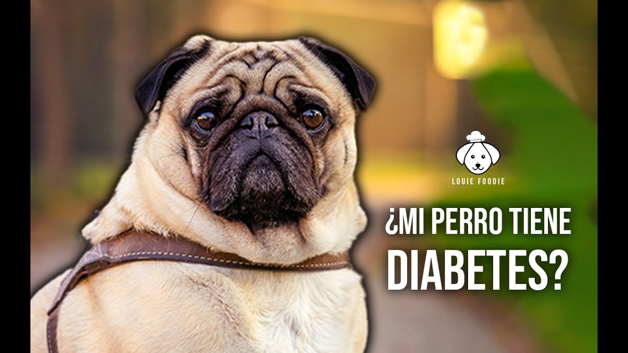 DIABETES en PERROS: ¿Cuánto TIEMPO viven? y SÍNTOMAS 😨🐶