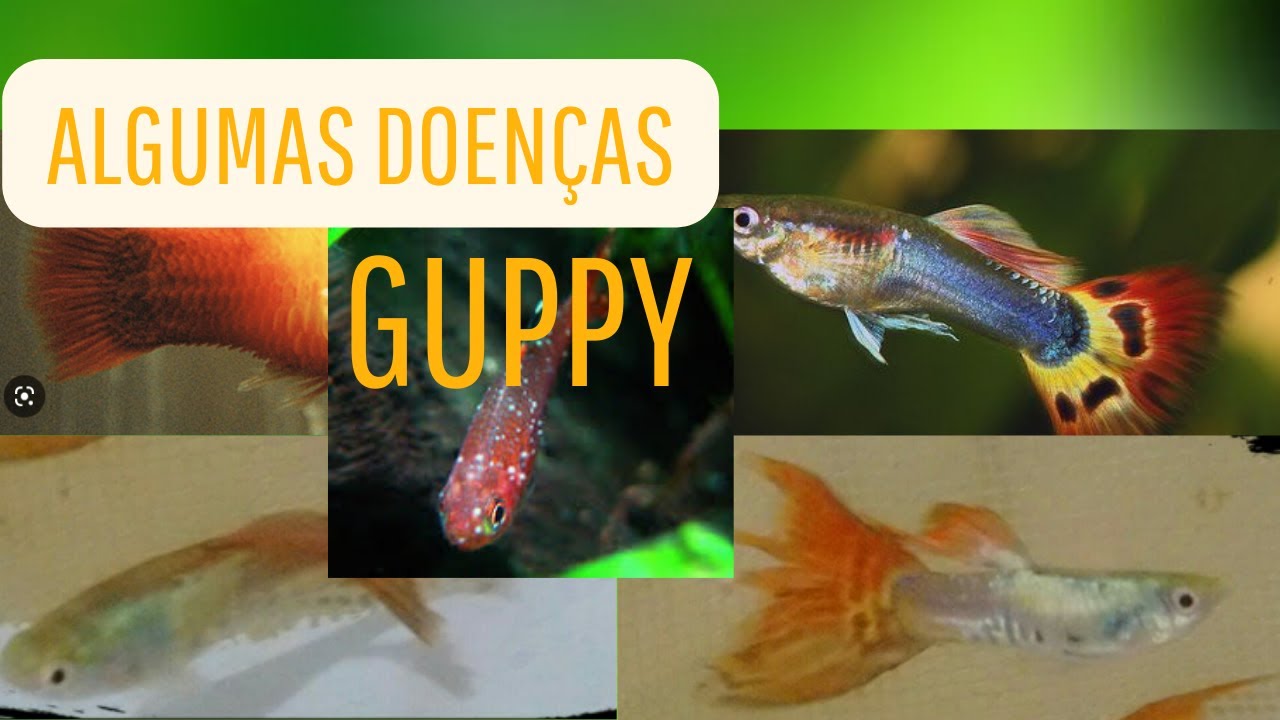 Como Tratar Doenças em Guppy Principais doenças Guppy