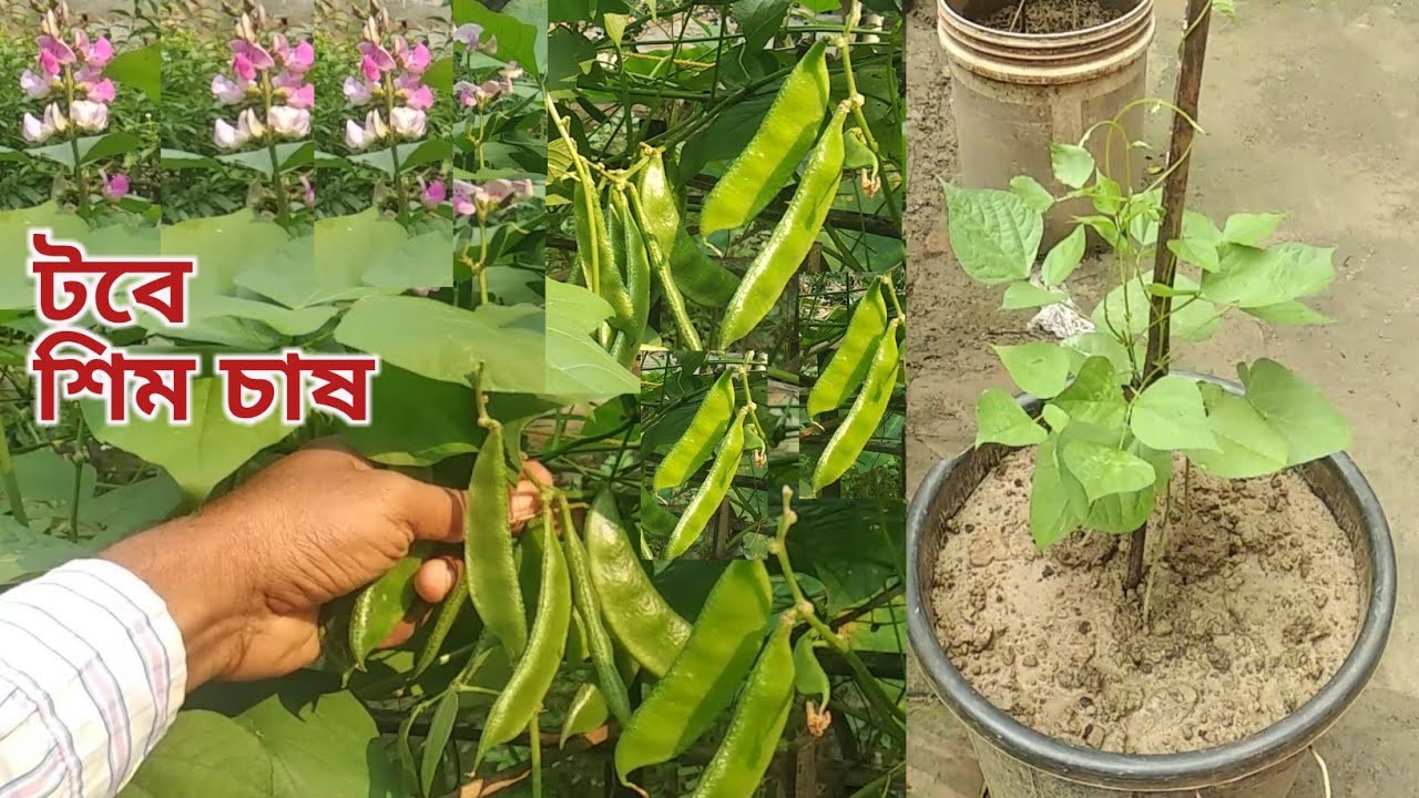 টবে শিম চাষ । বাড়িতে দুই /একটা শিম গাছ থাকলেই যথেষ্ট। beans cultivation @ARUN MANDAL grower