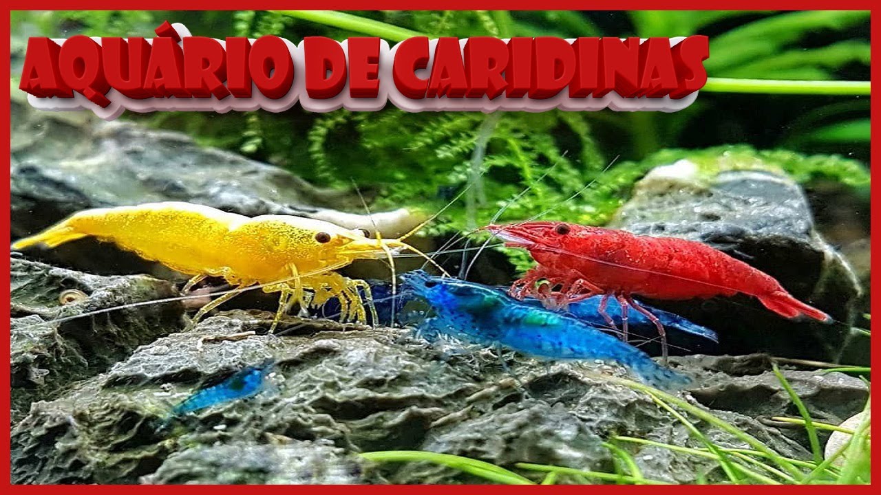 VOU MONTAR UM AQUÁRIO DE CAMARÕES NEOCARIDINA