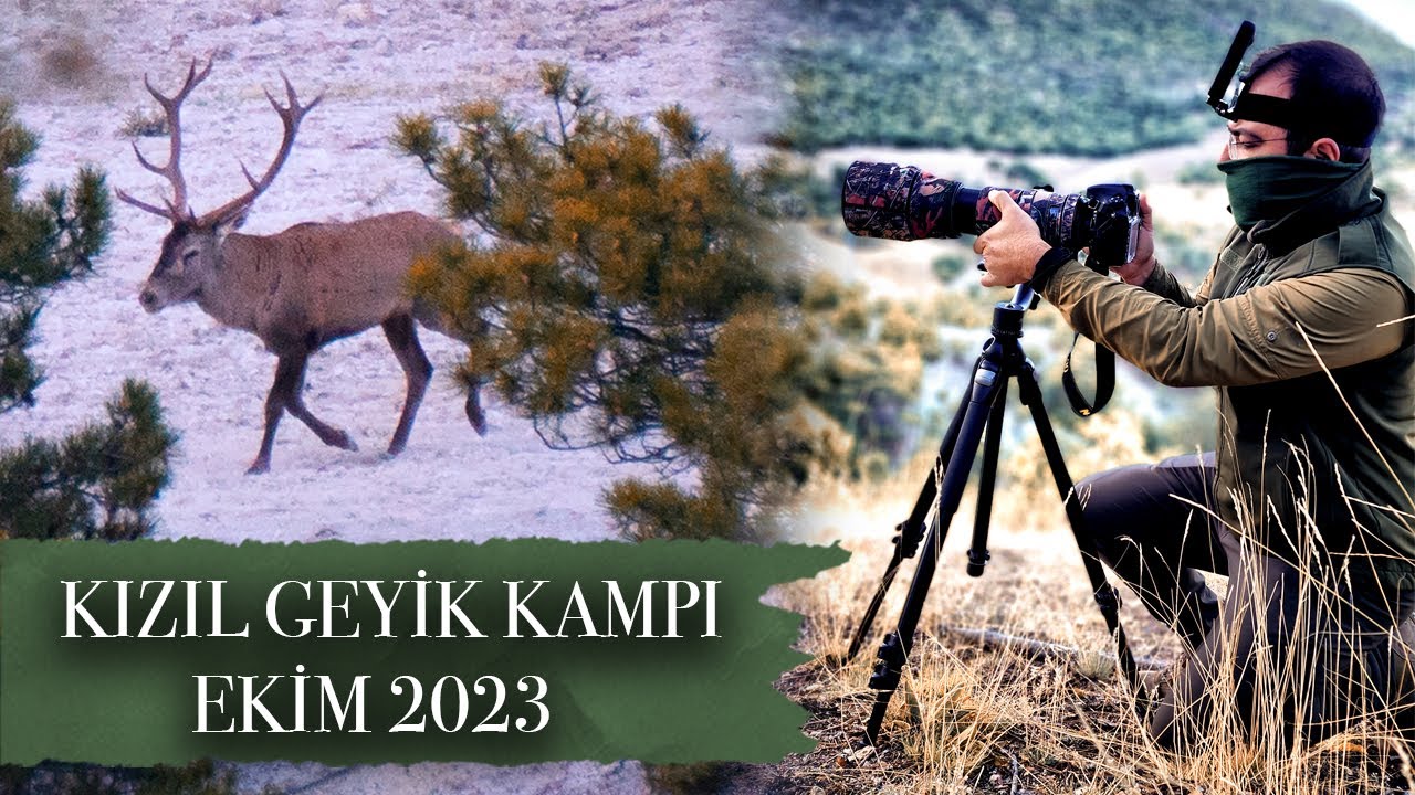 Kızıl Geyik Kampı / Geyikleri Üreme Döneminlerinde Görüntüledik / Ekim 2023