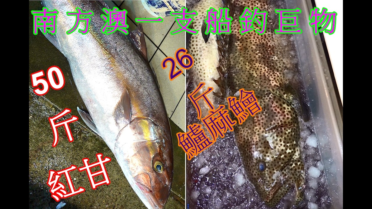 南方澳一支船釣釣獲一條50斤超巨大紅甘跟一條26台斤的鱸麻鱠 還有赤鱠 白北 石甘 油帶 等等好物