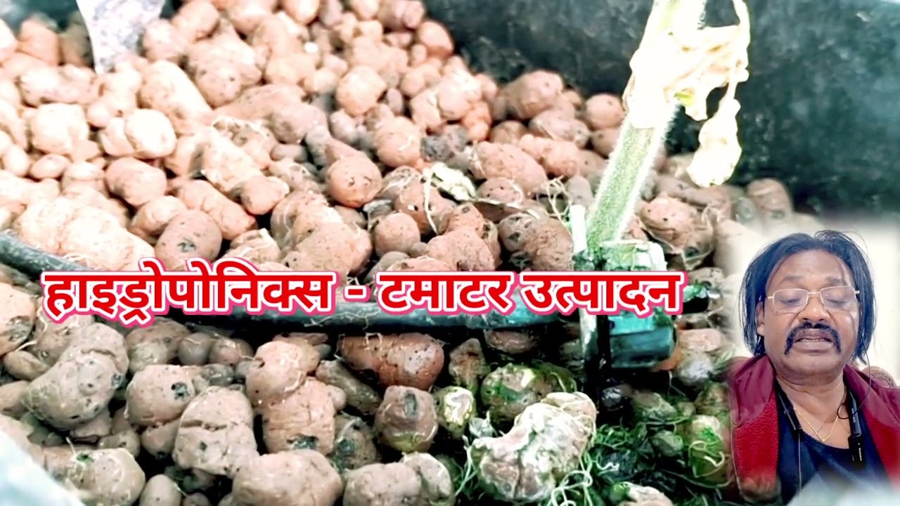 हाइड्रोपोनिक्स तकनीक - टमाटर उत्पादन कैसे करें ?