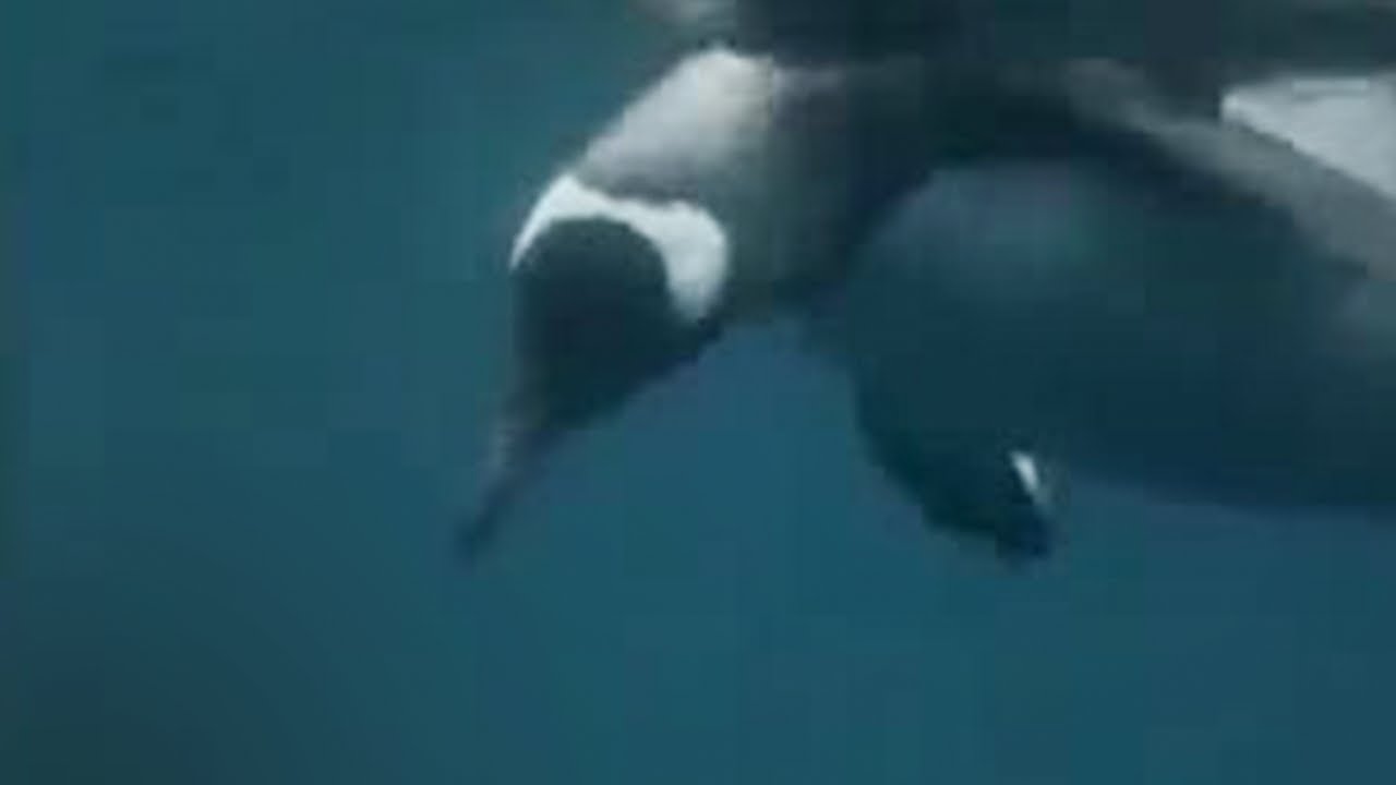 Penguins, Humpback Whales, and Seals Feeding | David Attenborough | BBC Studios