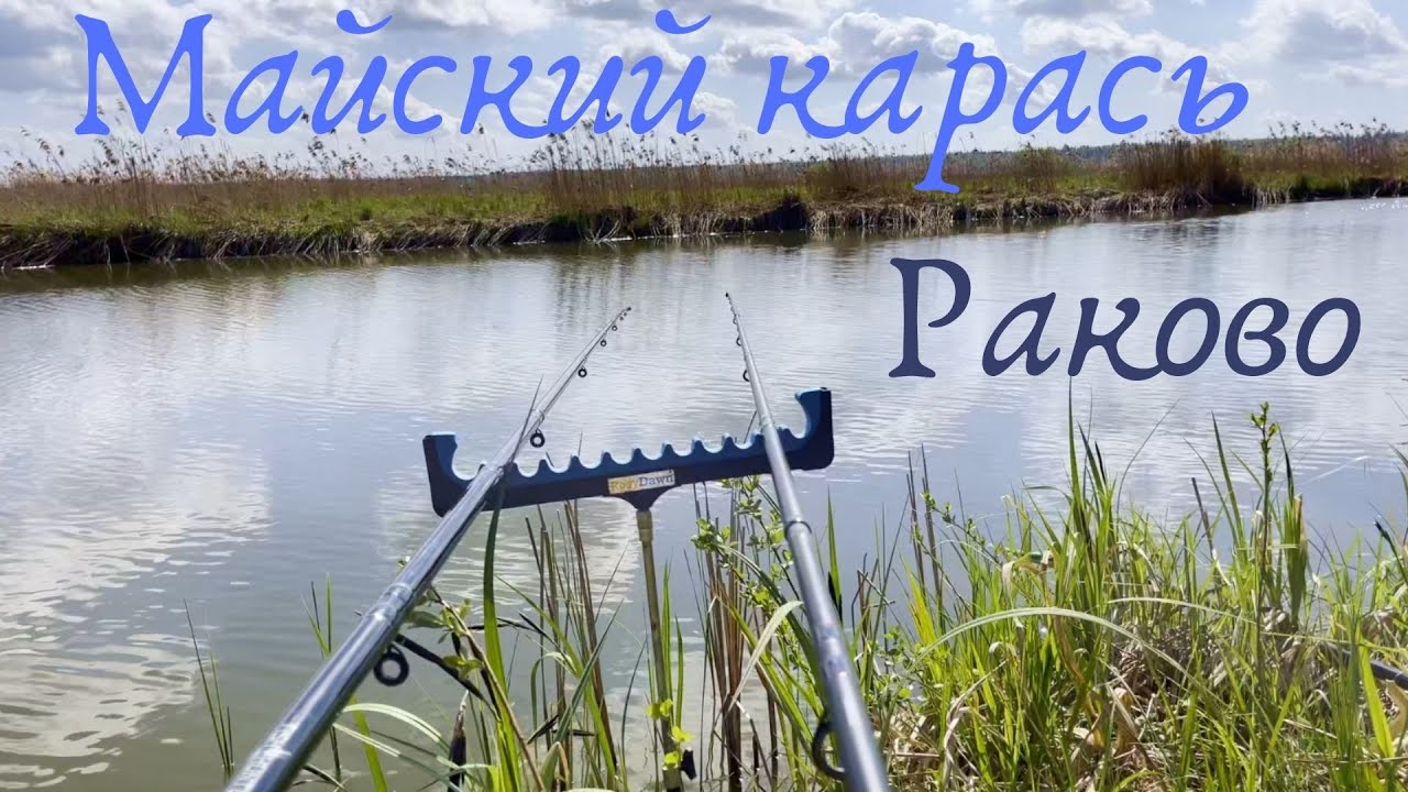 Майский карась в Раково на чеснок.
