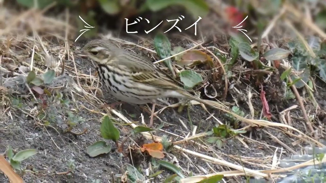 野鳥・ビンズイ　　下萌を小走りに来る便追(ビンズイ）
