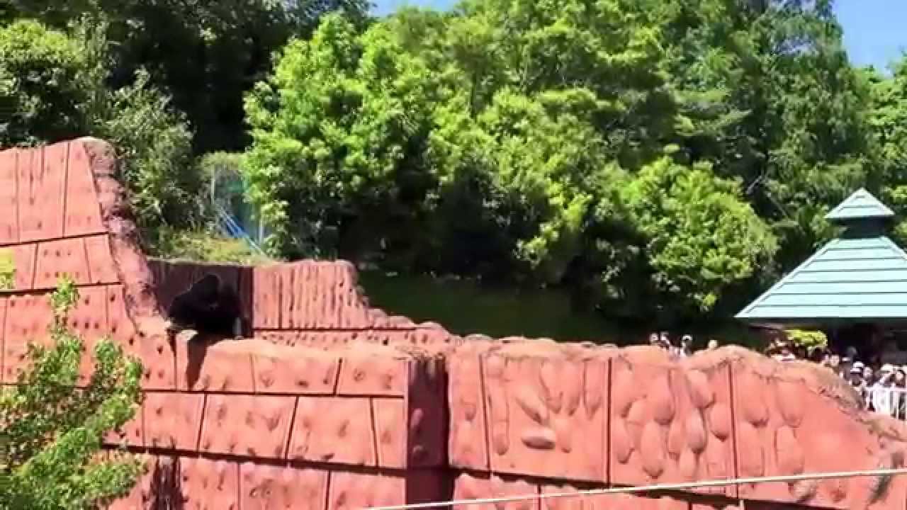 東山動植物園 マレーグマ 2015.05.05