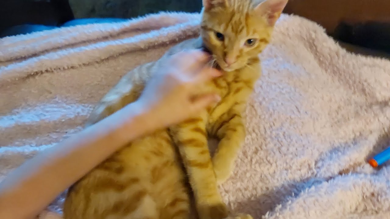 are cat part one
