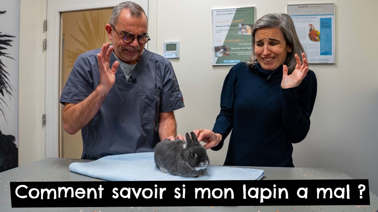 Comment savoir si mon lapin a mal ? #douleur