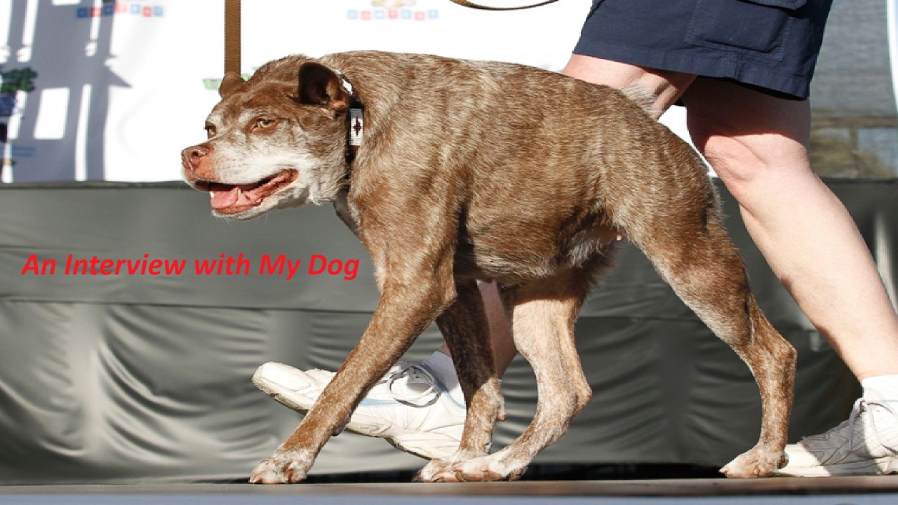 An Interview With My Dog, Haku