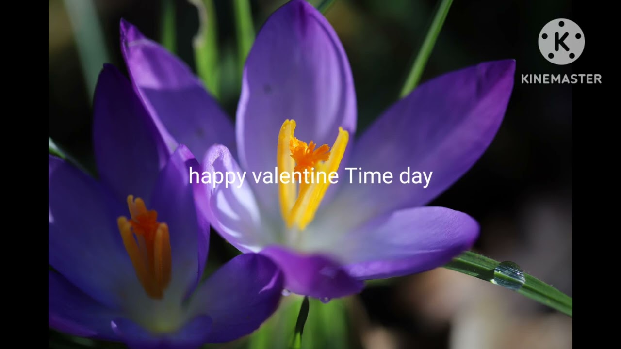 Dangerous d-happy valentine Time day
