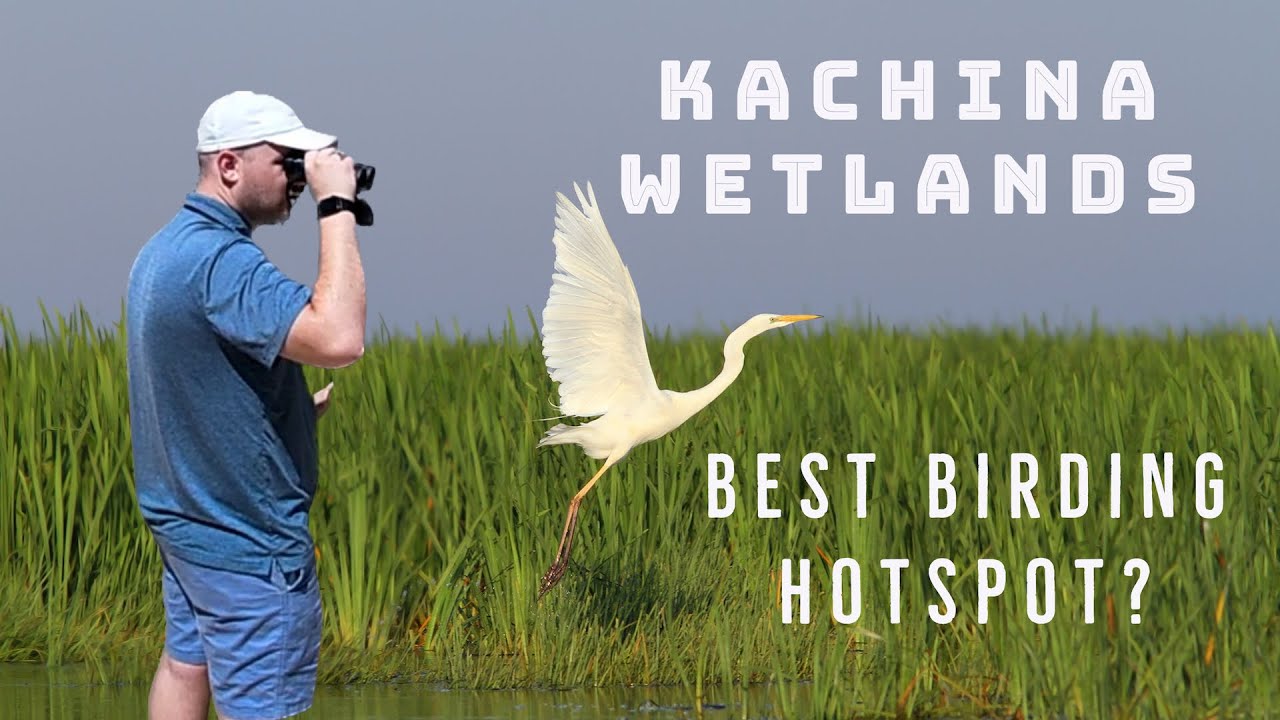 Birding at the Kachina Wetlands Preserve | Is this the best place for birding in Northern Arizona?