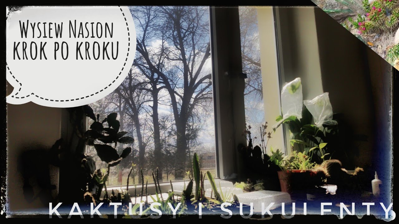 Jak wysiać Kaktusy? Jak wysiać Sukulenty? Marzec - Czerwiec wysiewamy ;)  23/03/21