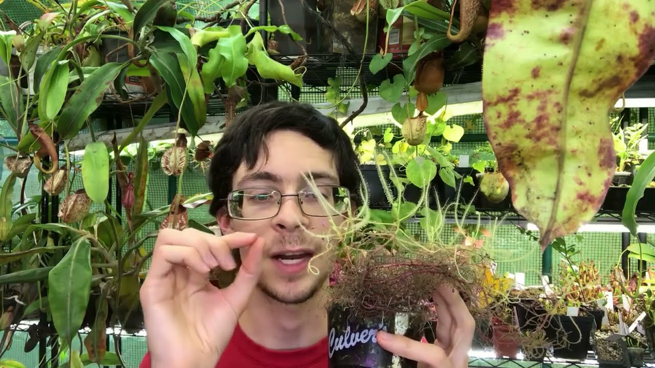 Drosera serpens: The Serpent Sundew