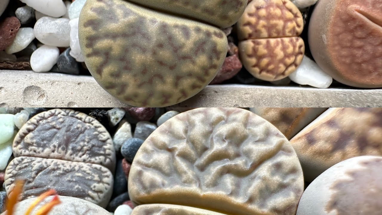 Литопсы/ Lithops. Все признаки того, что литопс нужно полить 💦/⛔️. 12.09.2023.