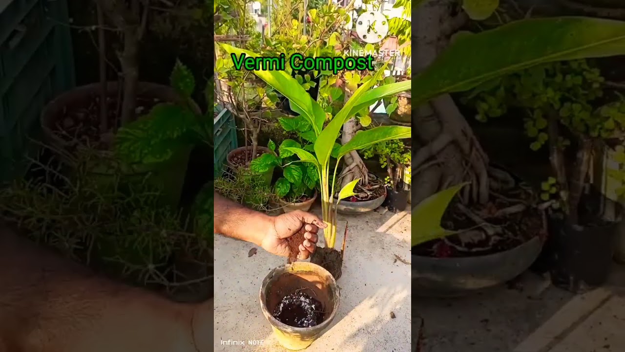 #shorts #heliconia  #heliconialadydiana #shortsvideo @Easygardeningplan