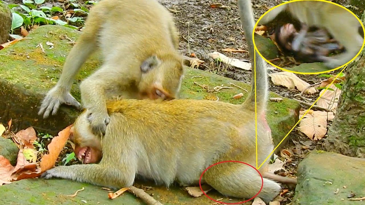 Million pity Jill got attack by Dee Dee cos she try to help Daniela / Monkey Post