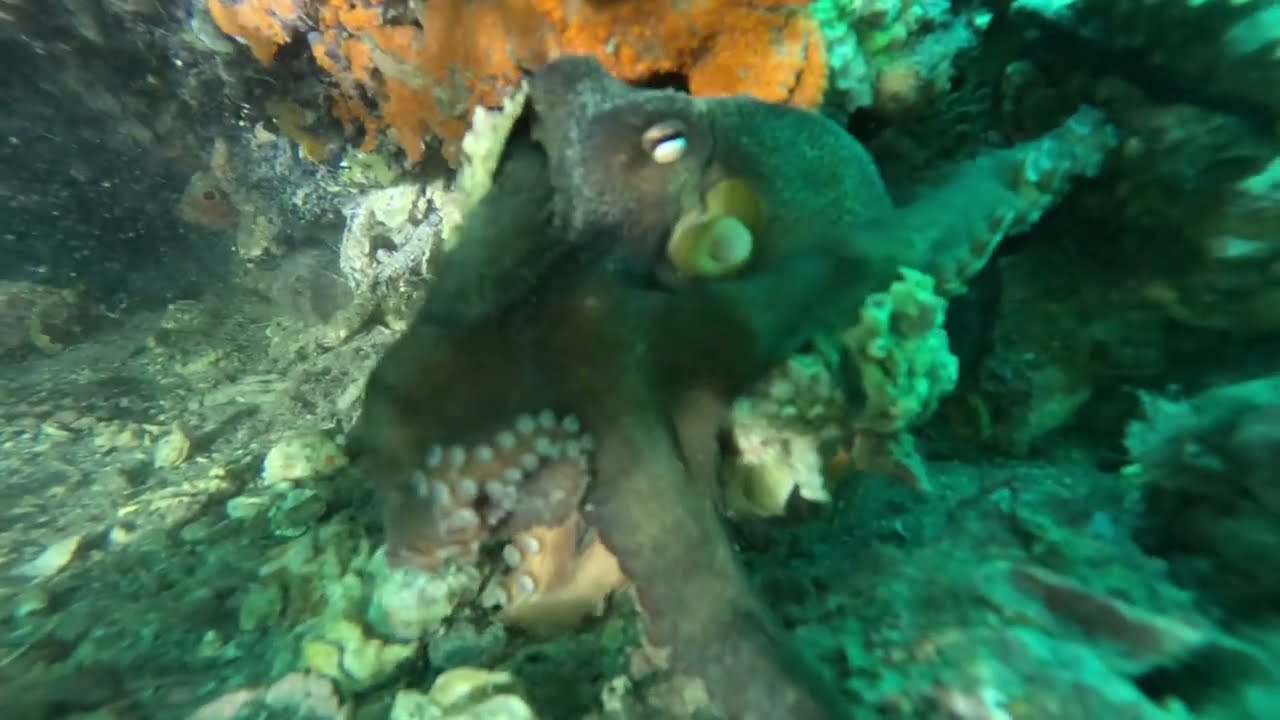 diving ammo jetty