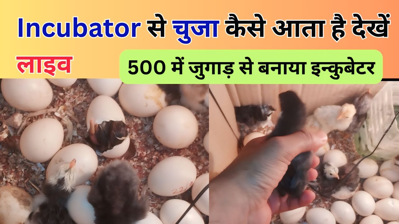 जुगाड़ से बनाया incubator. इन्कुबेटर कैसे काम करता है देखें लाइव। #ratawaagrofarm #incubator #live