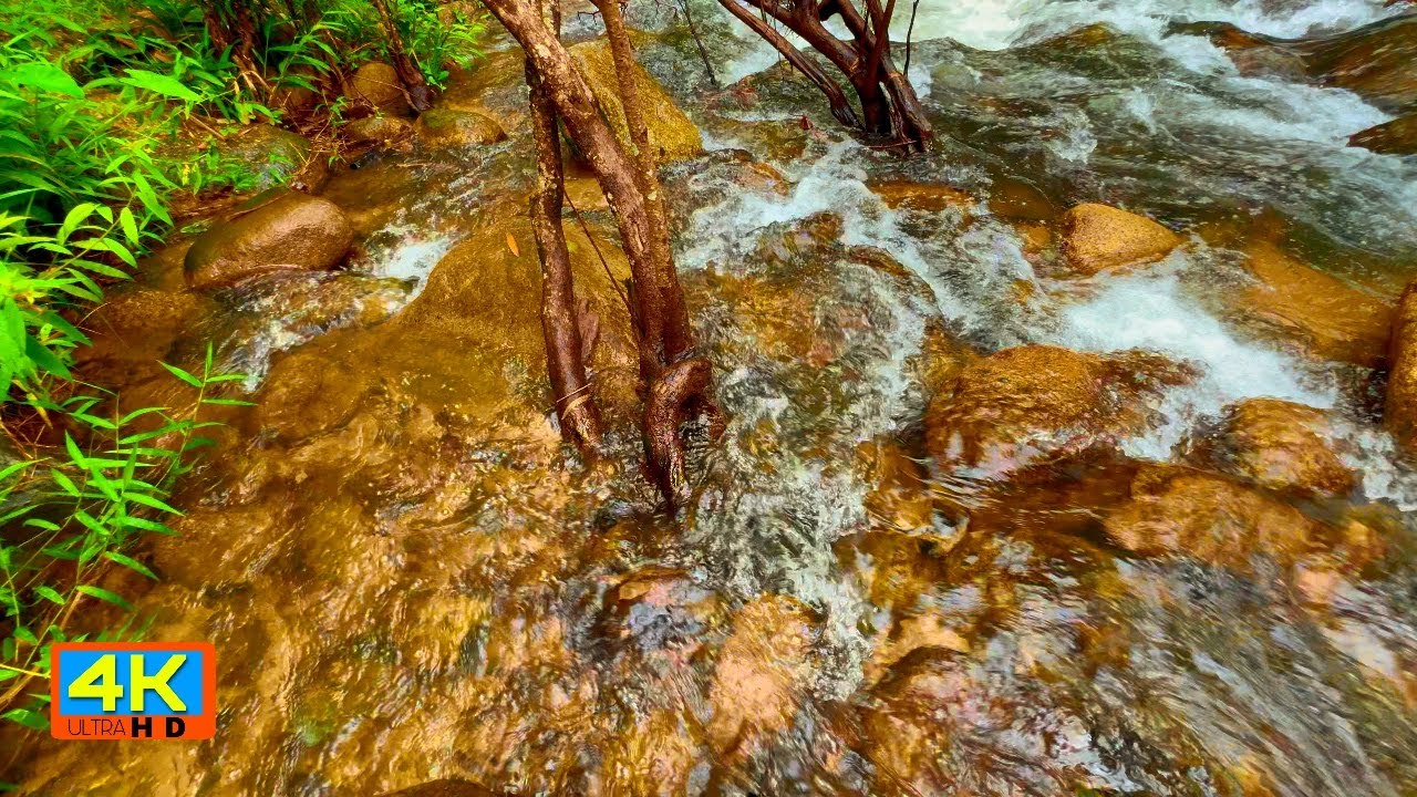 Forest Water Flowing Gently | 3 Hours Nature Sounds for Sleep and Relaxation