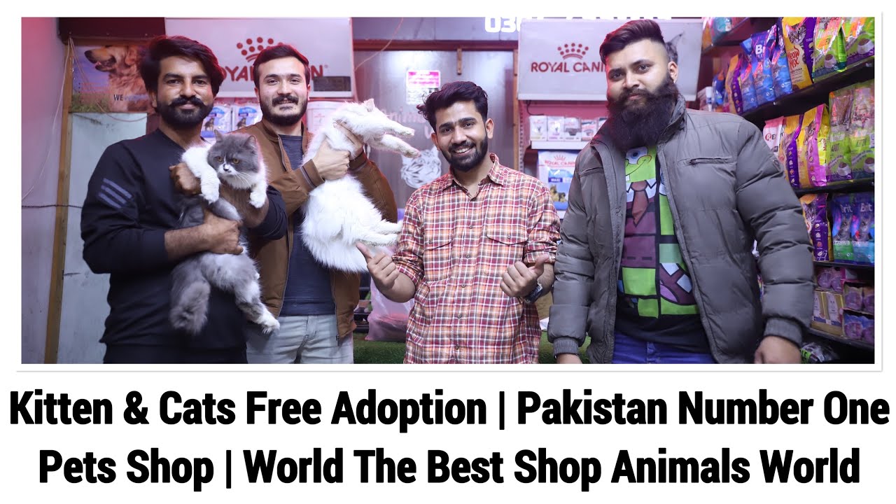 Kitten & Cats Free Adoption | Pakistan Number One Pets Shop | World The Best Shop Animals World