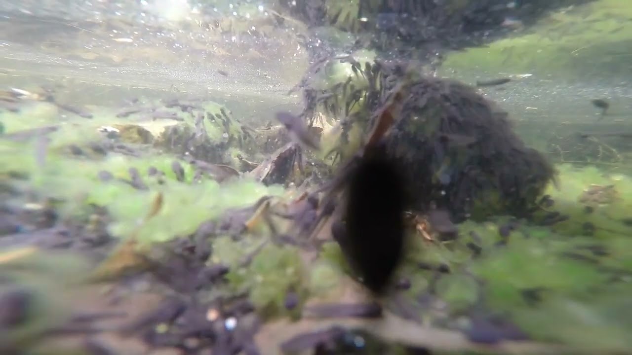 Wood Frogs Metamorphosis
