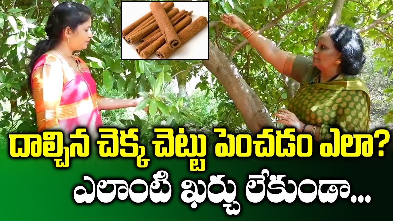Dalchina Chekka (Cinnamon) Cultivation || High Profit Farming || SumanTV Rythu