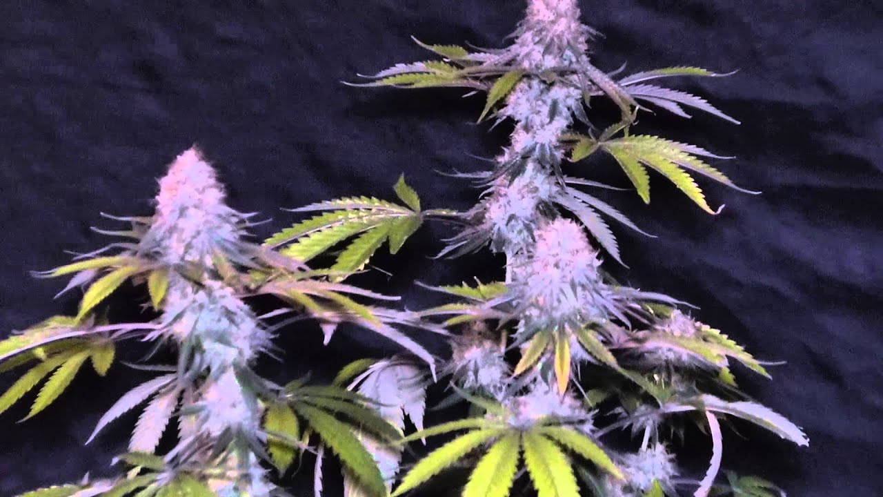 Alien Abduction Cannabis Grow   Update 6