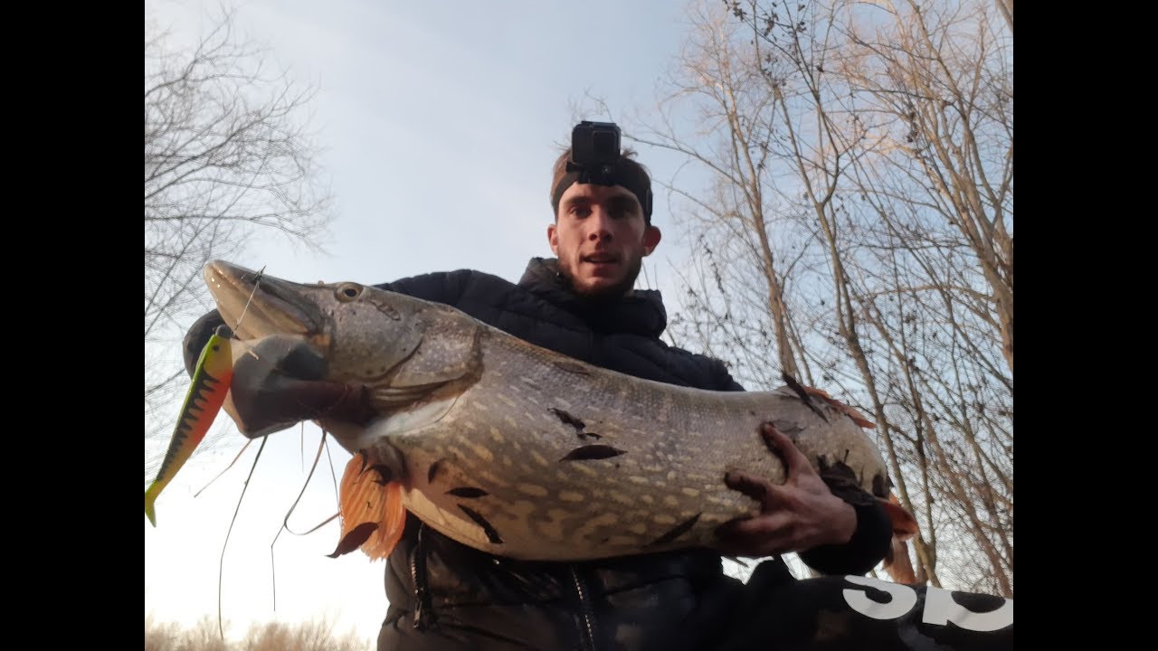 Brochet d'une vie 121cm, gros combat nouveau record a battre.