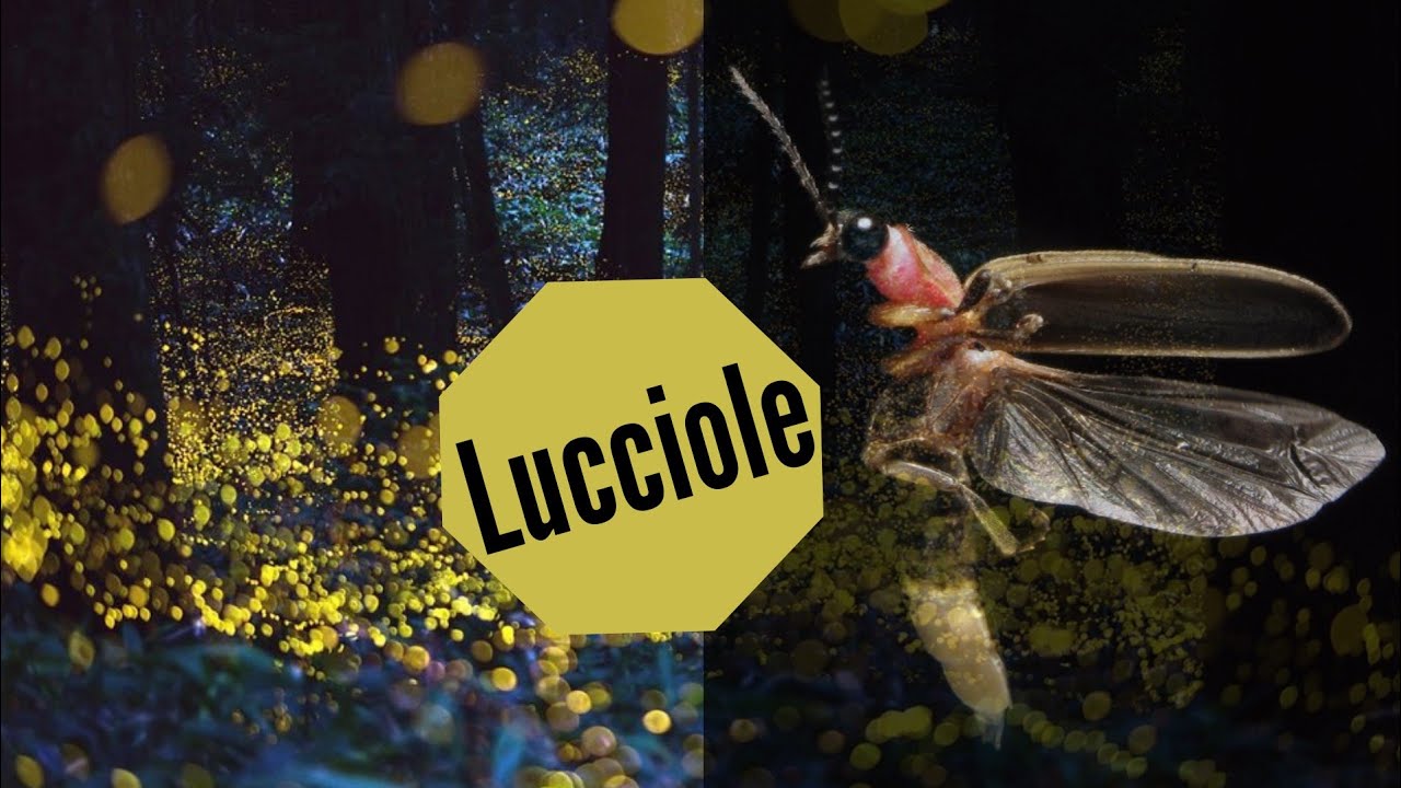 LUCCIOLE: le stelle dei prati|Quando e Perché si illuminano!
