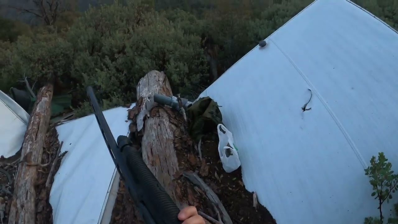 Bandtail Pigeons Hunting 2025! Day4 5man limit !!